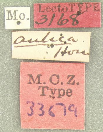 Media type: image;   Entomology 33679 Aspect: labels